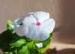 Vinca Flower 