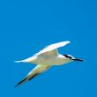 Seagull