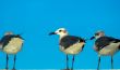 Seagull
