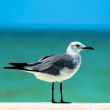 Seagull