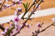 Peach flowers