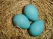 Spring Robin Eggs