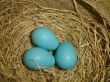 Spring Robin Eggs