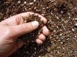 Hand in Soil