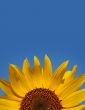 Sunflower Abstract Portrait