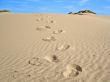 Desert Footprints