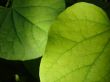 Green Leaf Background