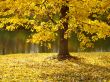 Fall Tree Along Water