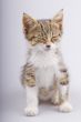 Little Cat