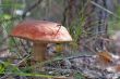 Mushroom and aspen