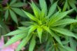 Hemp cannabis