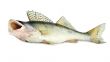 Fresh Pikeperch