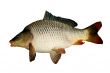 big carp
