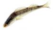 Pikeperch