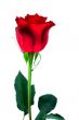 Red rose isolated
