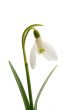 Spring snowdrop flower