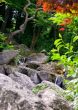 waterfall in garden
