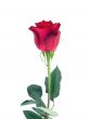Red rose isolated