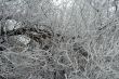 Dense branches covered in snow