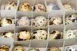 egg femail quail