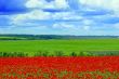 field of red poppies