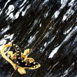 black wall