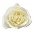 white rose petals