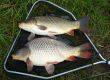 catch carp