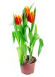 spring tulips