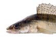 zander