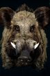 wild boar