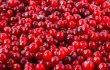 cranberry