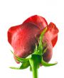Rose dew drop