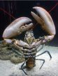 claw lobster