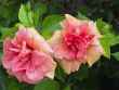 chinese rose