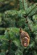 fir tree