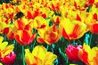 Tulips bloom yellow