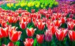 tulips background