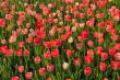red blossom tulips grow