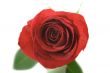 Red rose