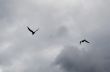 Silhouettes of seagulls