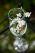 Glass with flowers of a cherry