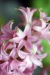 Hyacinth