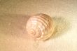 Sea shell