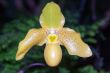 Paphiopedilum