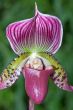 Paphiopedilum