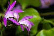 Japan Orchid (Bletilla striata)