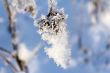 Hoarfrost on the branch of bush as a cluster on a background sky