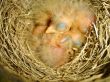 Baby Birds in Nest