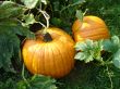 Pumpkins in Pumpkin Patch